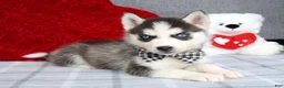 Siberian Husky dogs for sale: Conner  - Ad 1