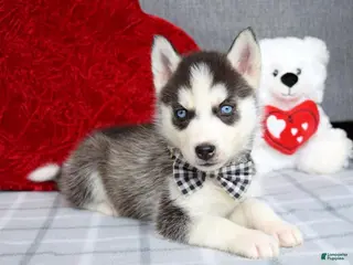 Siberian Husky dogs Conner - Ad 3