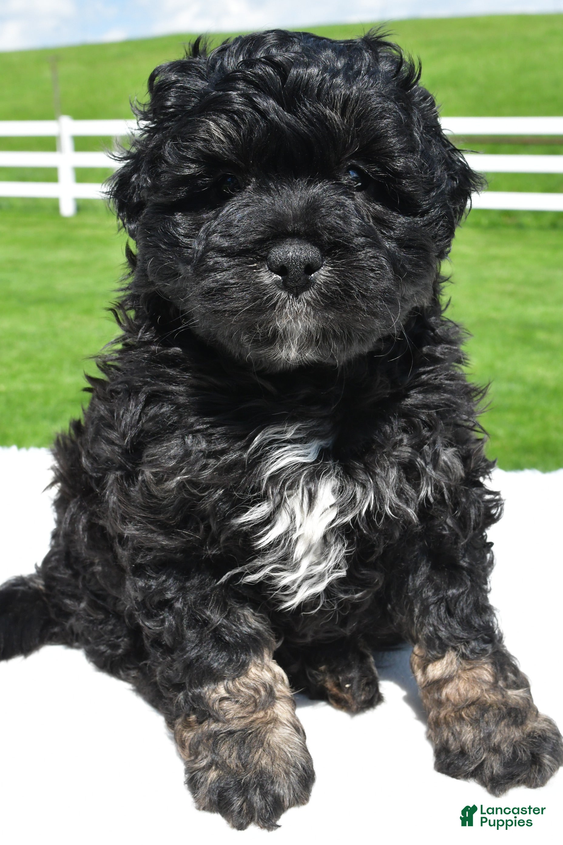 Mixed Breed dogs Zachery - Ad 1