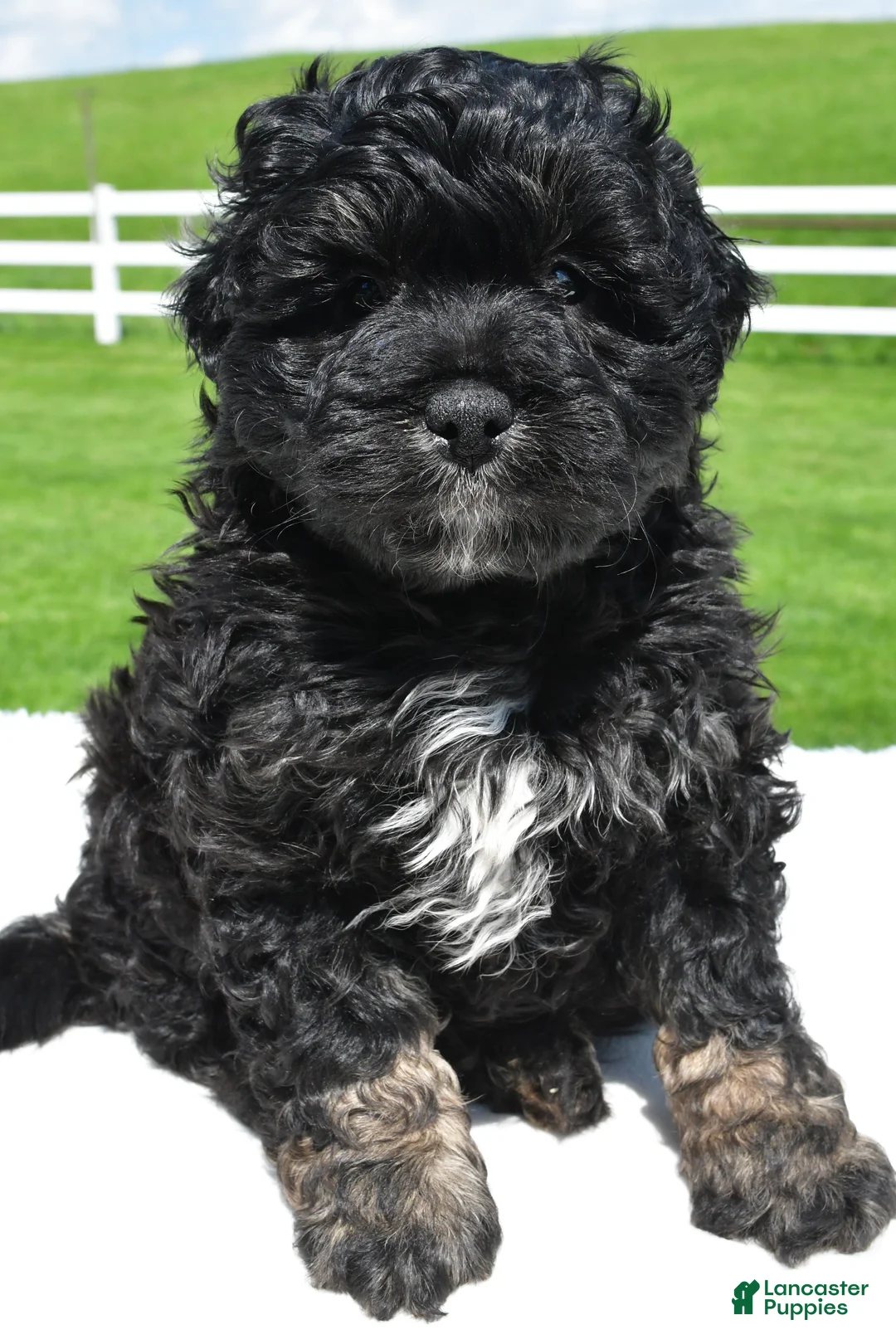 Mixed Breed dogs for sale: Zachery - Ad 1
