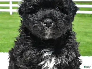 Mixed Breed dogs for sale: Zachery - Ad 2