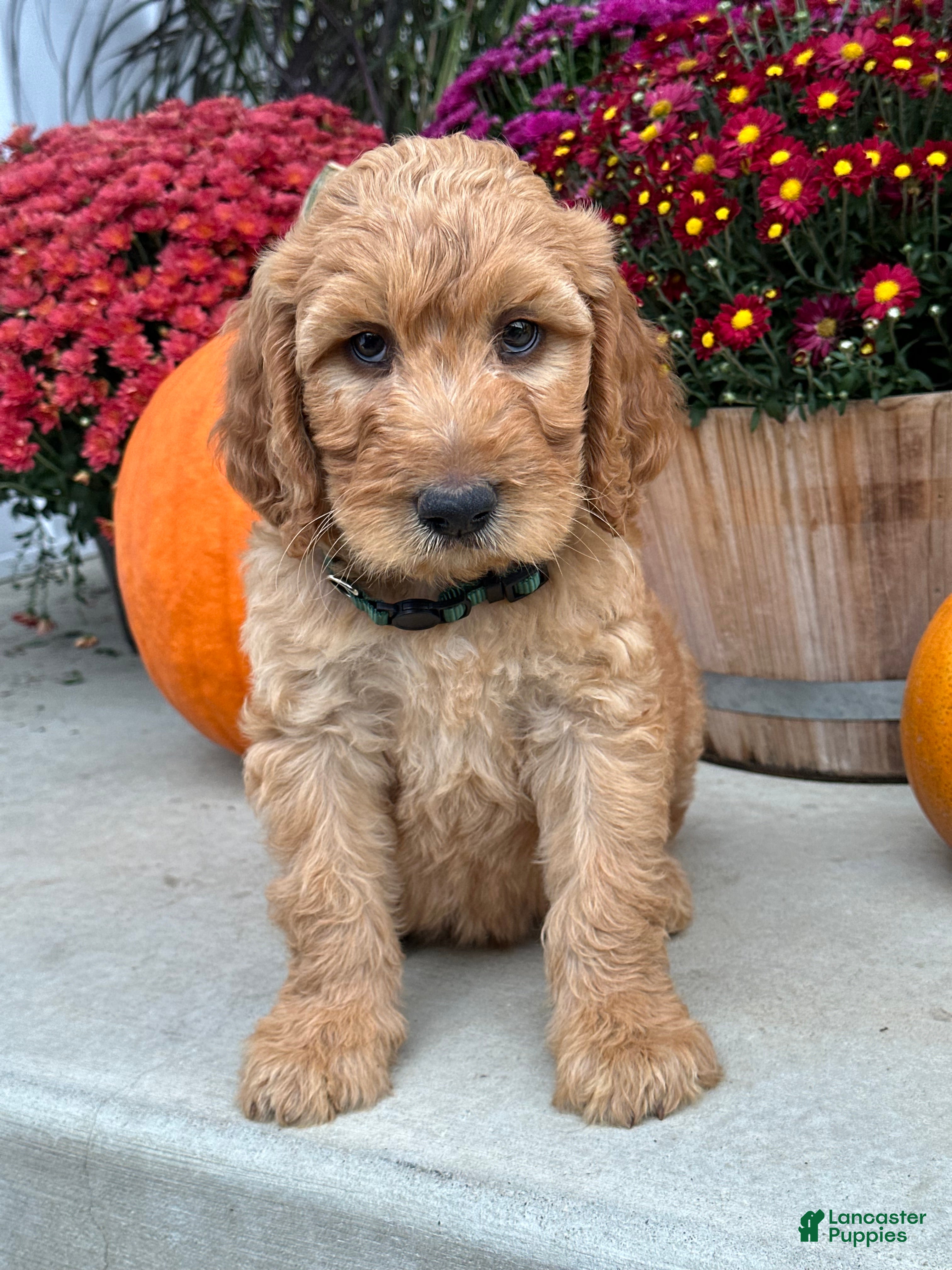 Irish Doodle dogs Cody - Ad 1