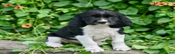English Springer Spaniel dogs for sale: Storm  - Ad 3