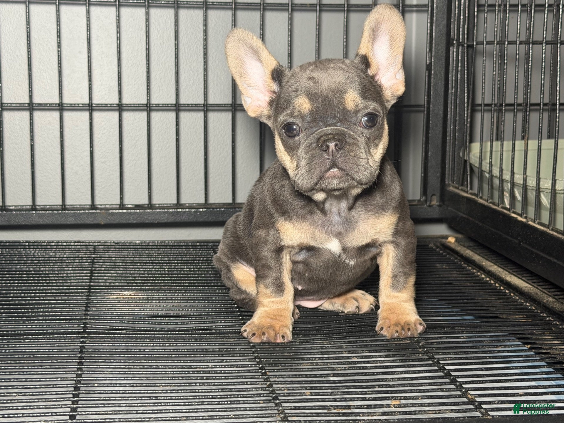 French Bulldog dogs Blue and tan - Ad 2
