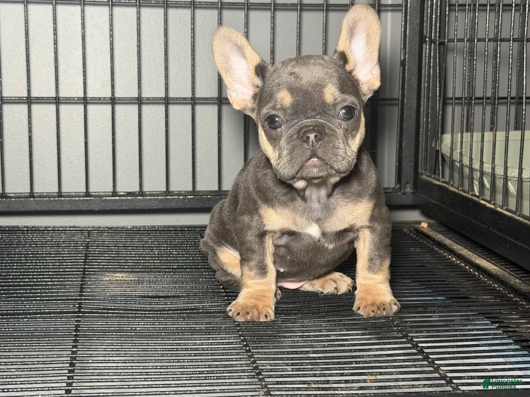 French Bulldog dogs for sale: Blue and tan - Ad 2