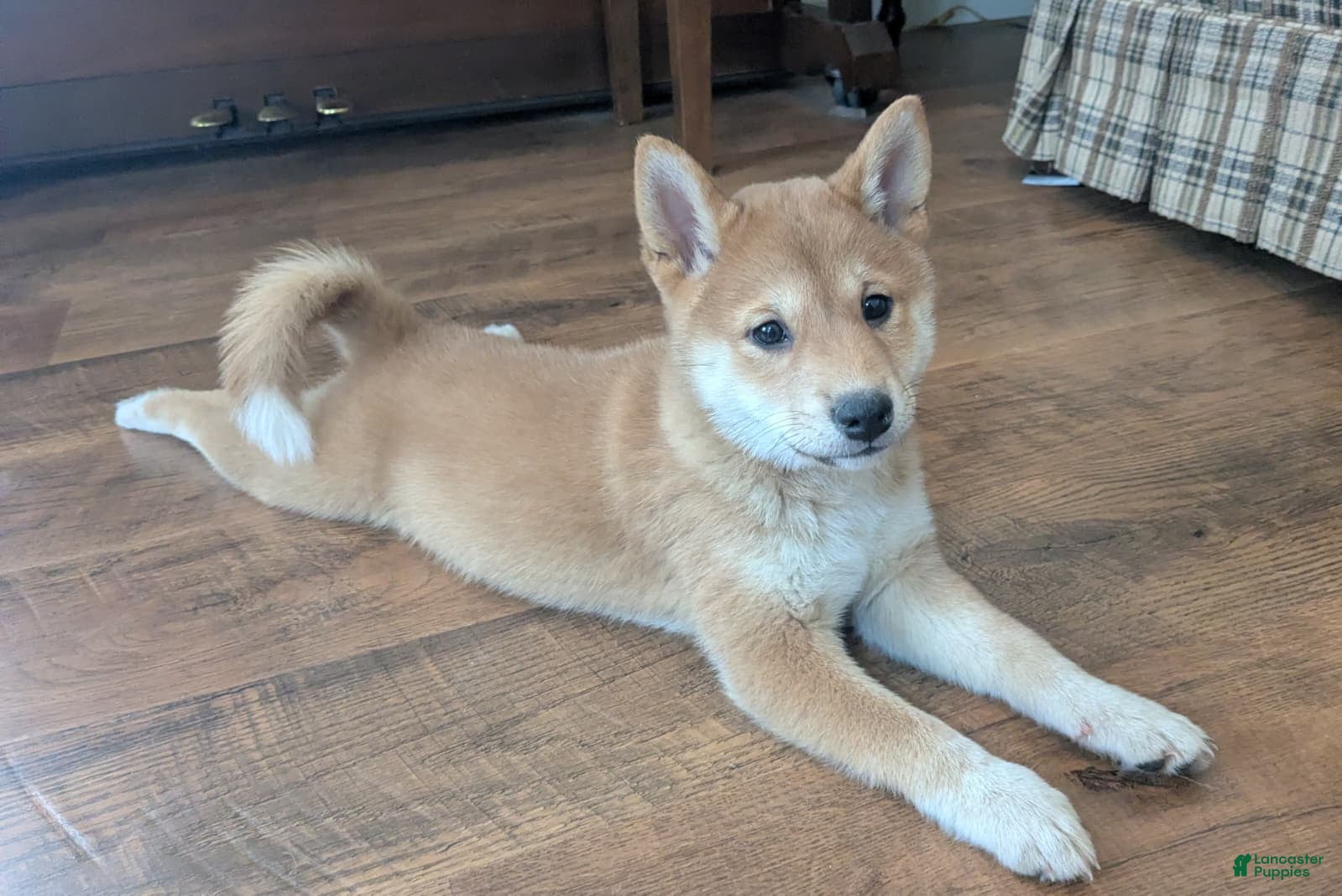 Shiba Inu dogs Tassy - Ad 2