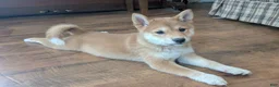 Shiba Inu dogs for sale: Tassy - Ad 1