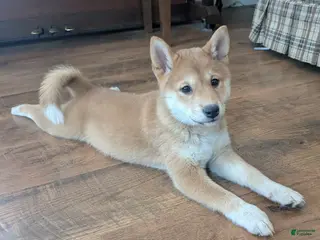 Shiba Inu dogs for sale: Tassy - Ad 2