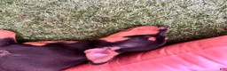 Miniature Pinscher dogs for sale: Miniature Pinscher 1 (plum) - Ad 15