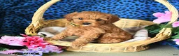 Cavapoo dogs for sale: Camila - Ad 3