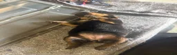 Rottweiler dogs for sale: Rottweiler Puppy 1 - Ad 4