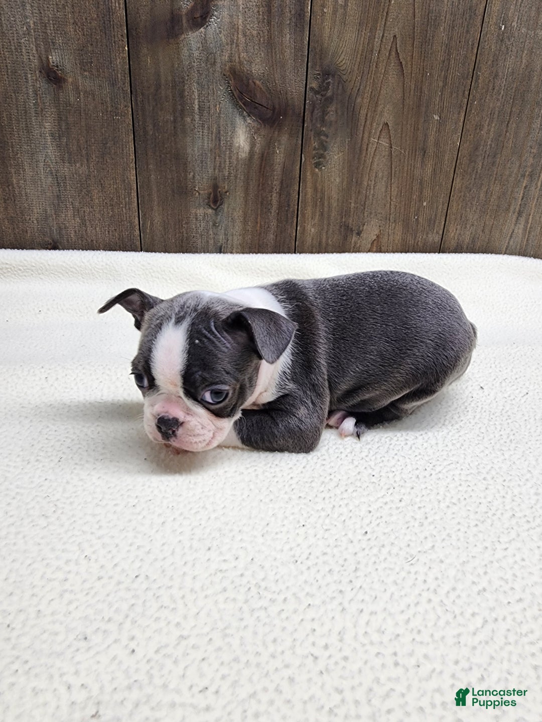 Boston Terrier dogs for sale: Boston Terrier Puppy 5 - Ad 10
