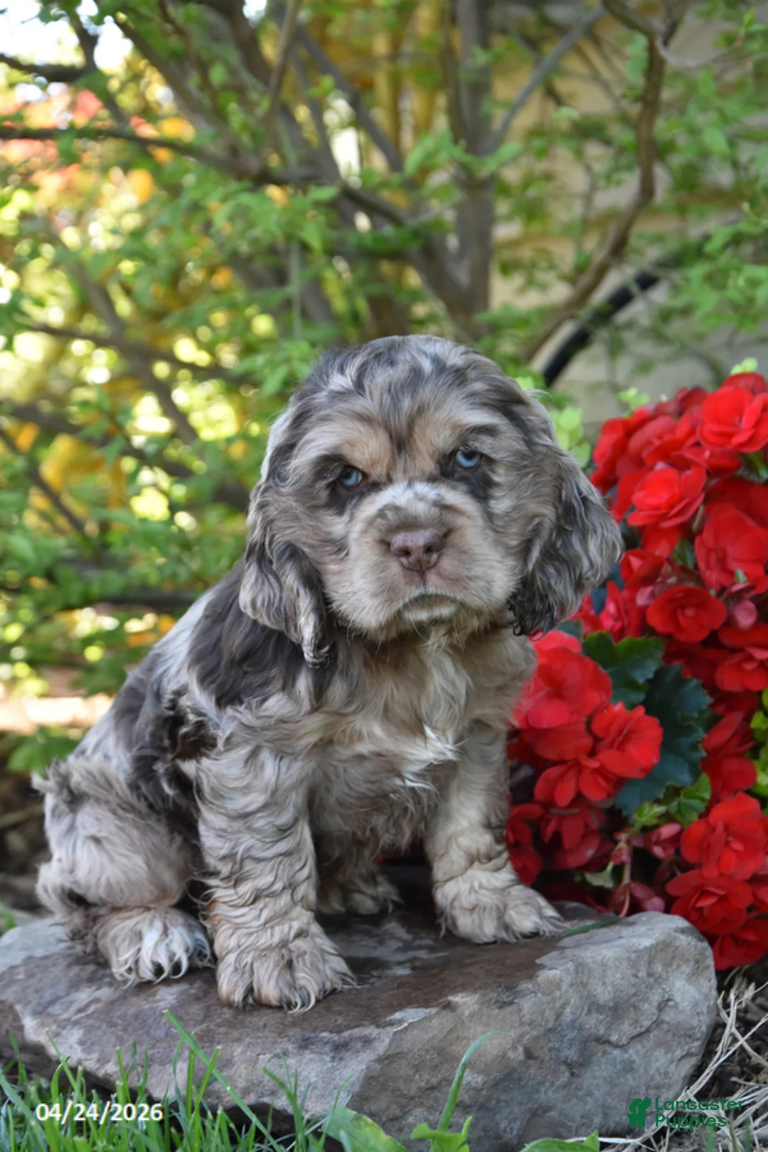 English Cocker Spaniel dogs for sale: Cuddlebug - Ad 1