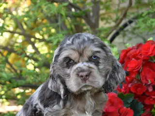 English Cocker Spaniel dogs for sale: Cuddlebug - Ad 3