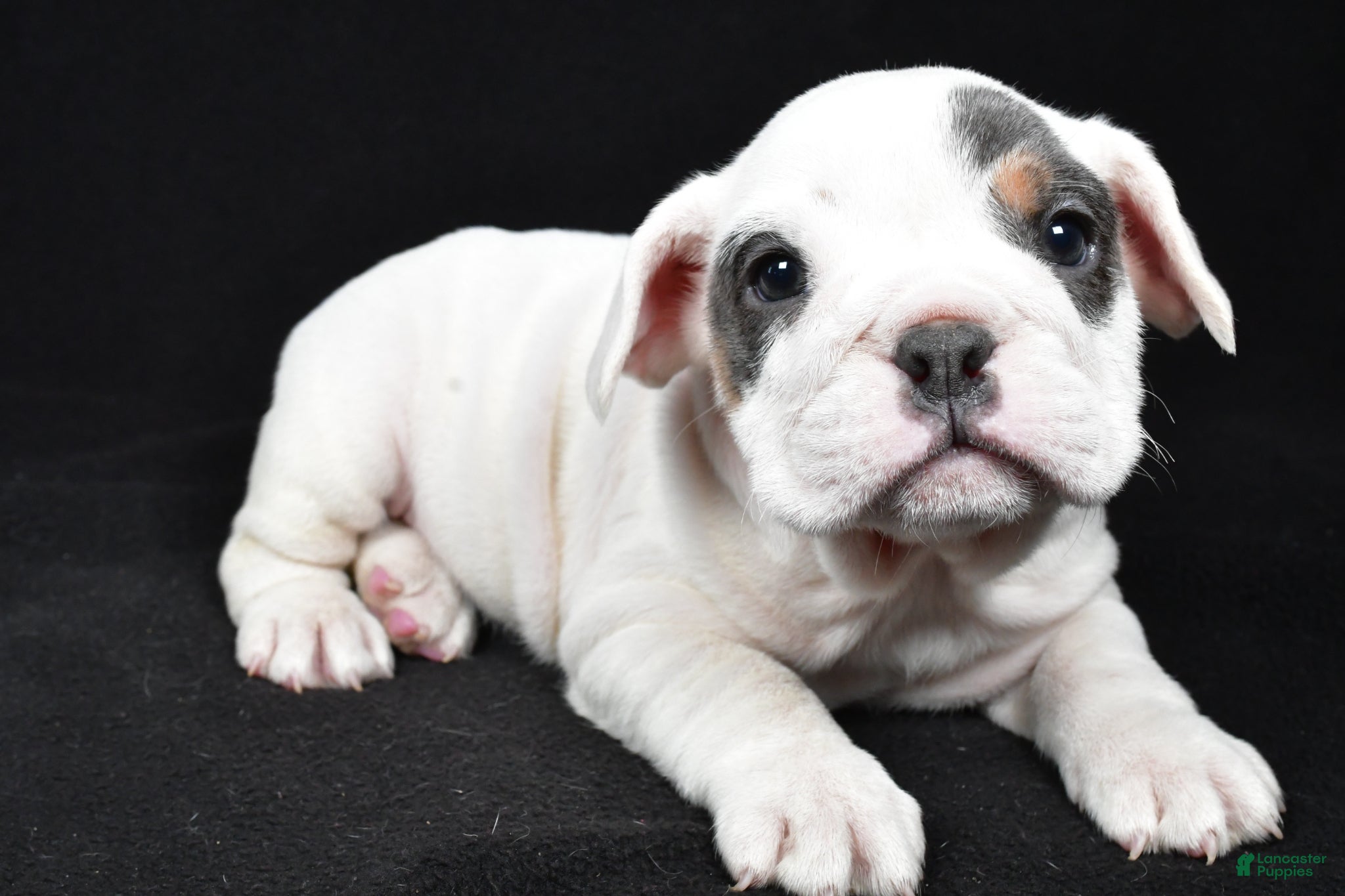 Beabull dogs Polly - Ad 1