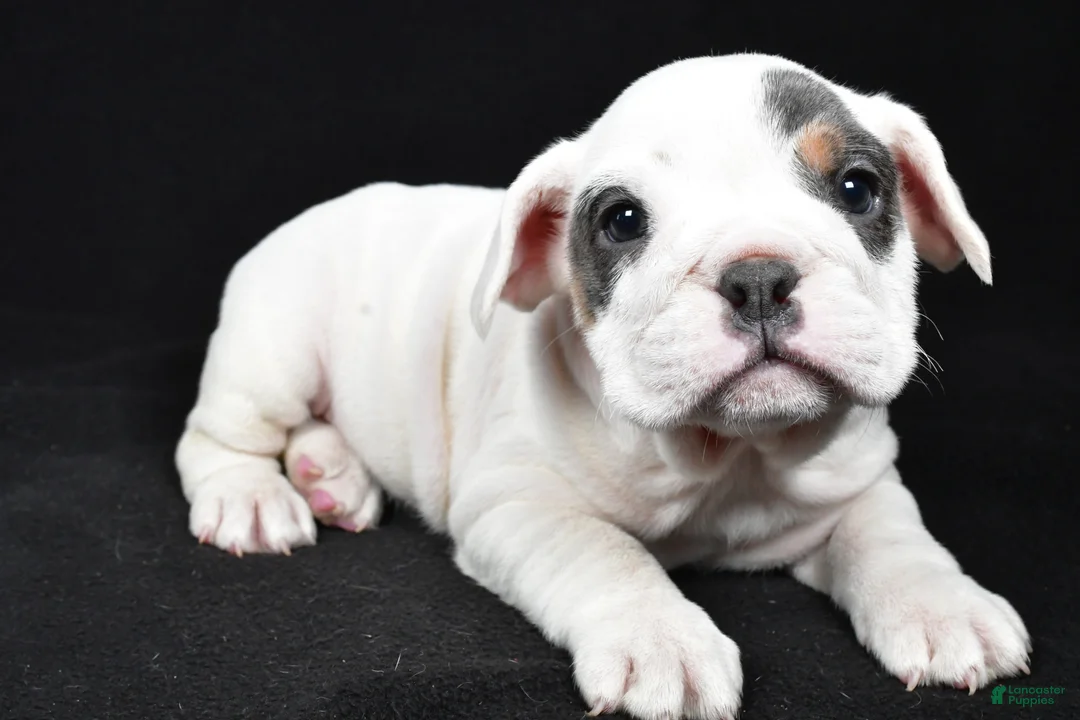 Beabull dogs for sale: Polly - Ad 1