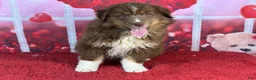 Miniature Australian Shepherd dogs for sale: David - Ad 1