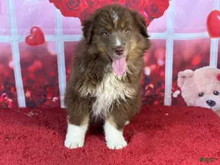Miniature Australian Shepherd dogs David - Ad 12