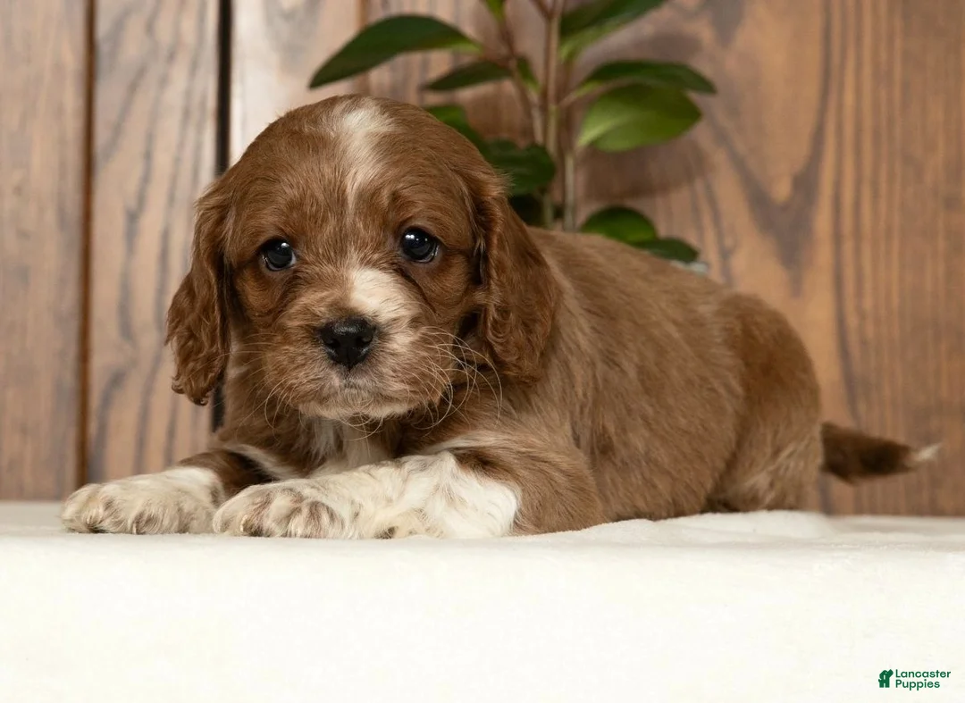 Cavapoo dogs for sale: Maverick - Ad 8