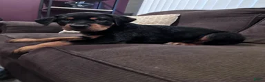Rottweiler 1