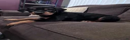 Rottweiler dogs for sale: Rottweiler 1 - Ad 1