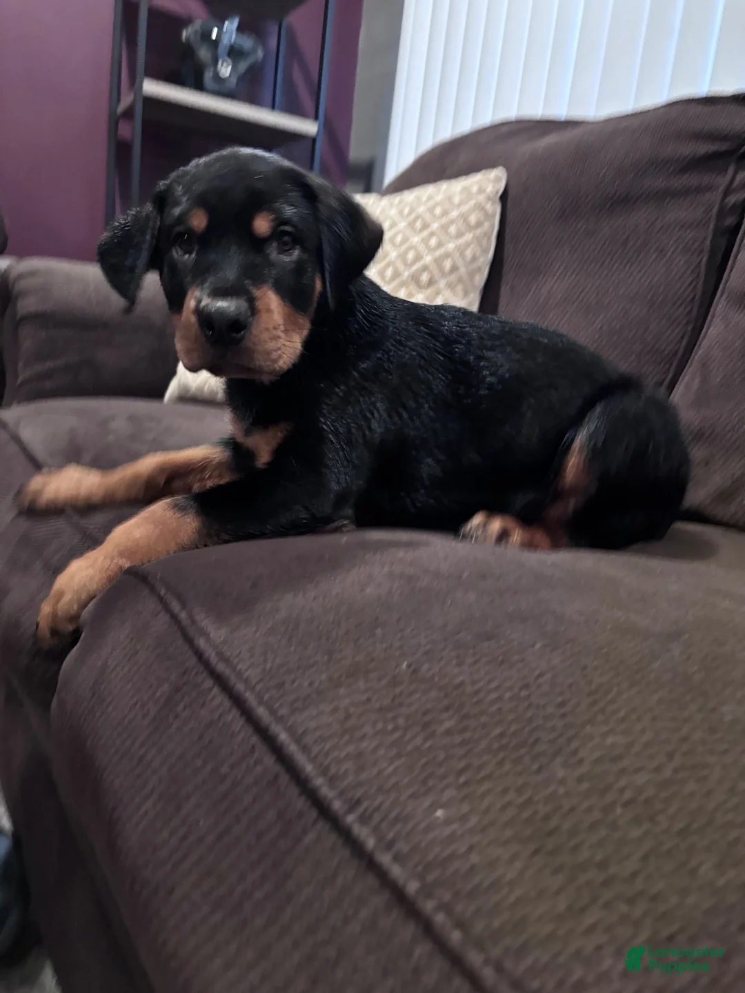 Rottweiler dogs for sale: Rottweiler 1 - Ad 1