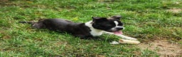 Boston Terrier dogs for sale: Chocolate - Ad 4