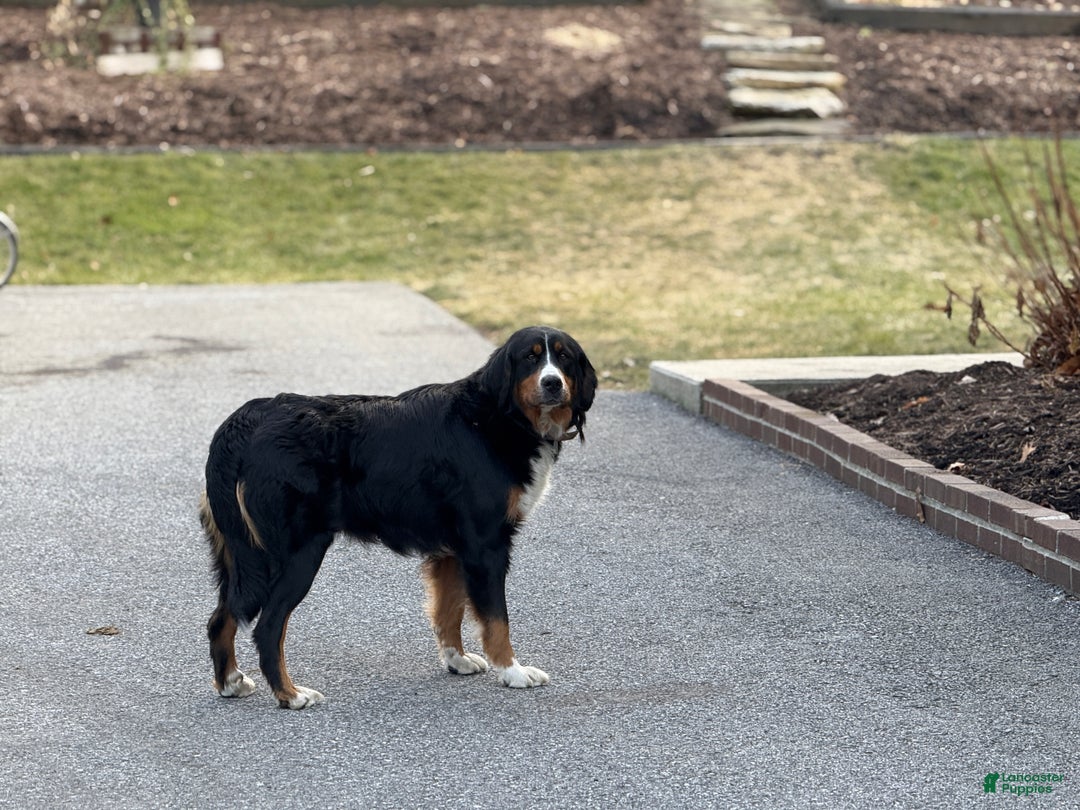 Mixed Breed dogs for sale: Rumi - Ad 11