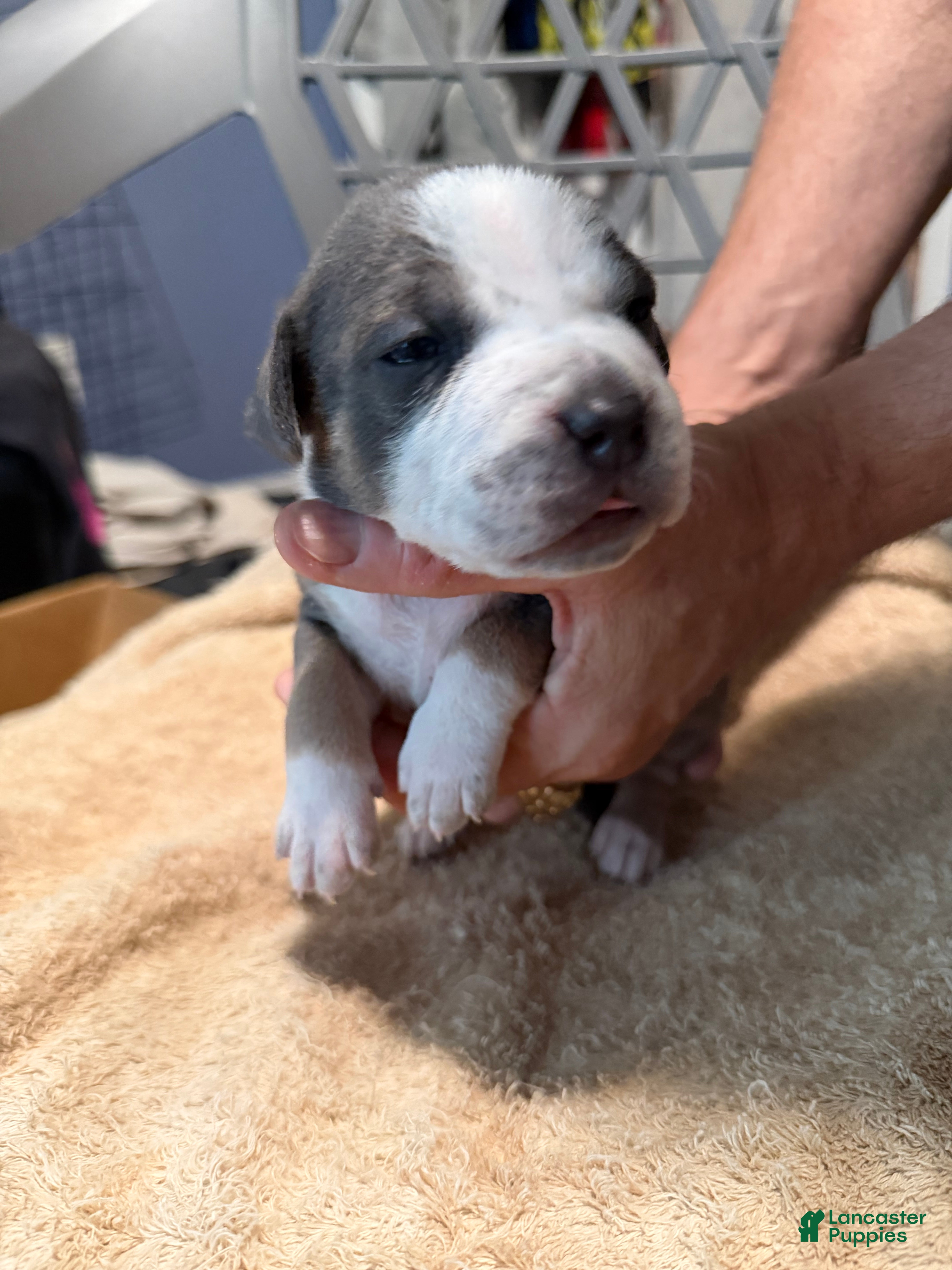 American Bully dogs Boy 1 - Ad 1