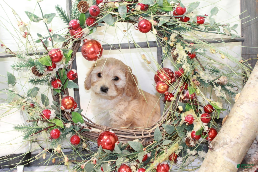 Cavachon dogs for sale: Snowball - Ad 19