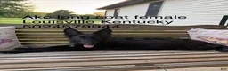 German Shepherd dogs for sale: Aurora  - Ad 7