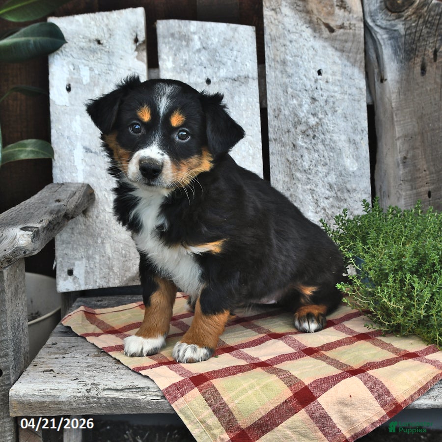 Australian Shepherd dogs Bella   - Ad 1