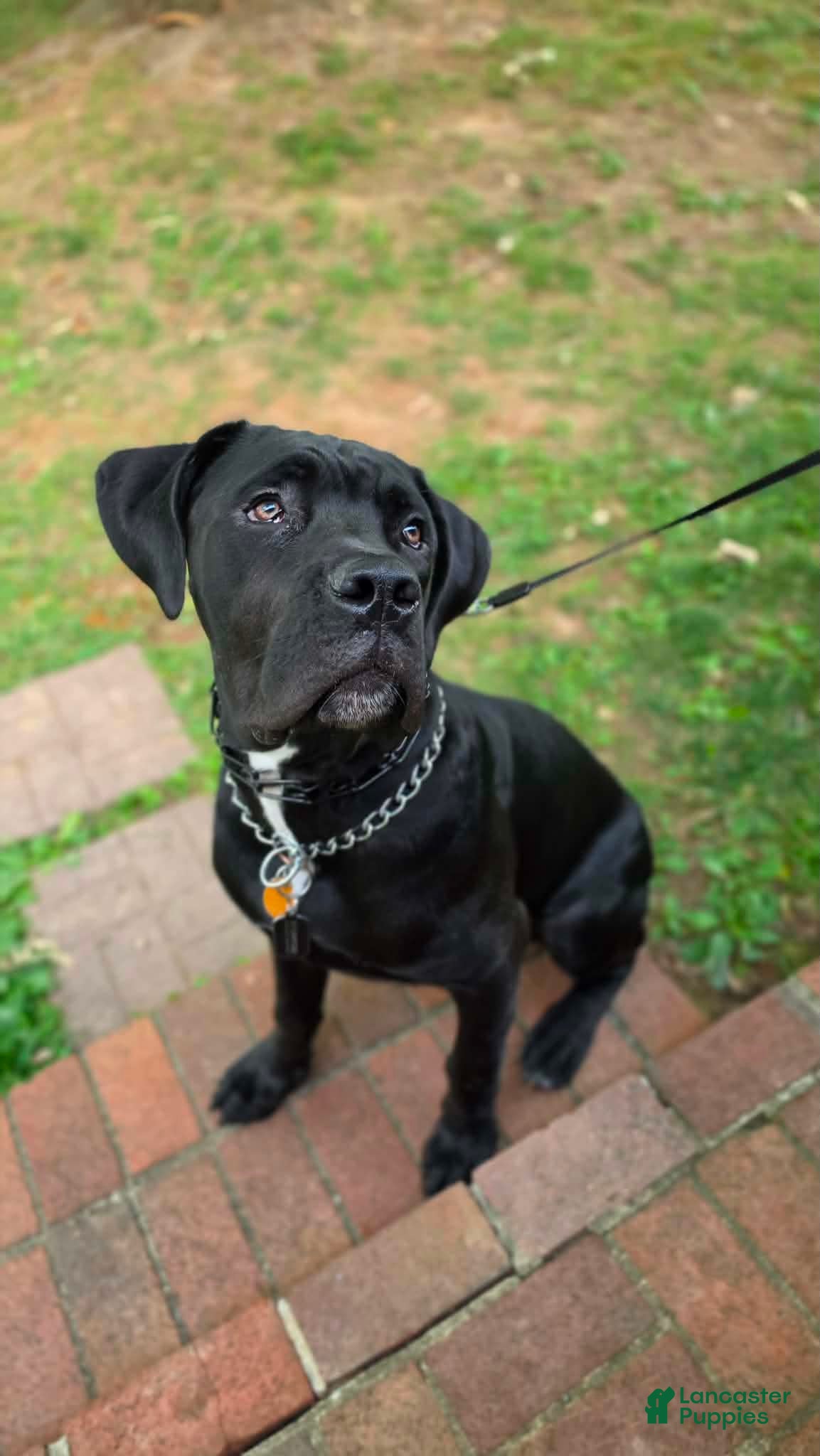 Cane Corso dogs Cane Corso 1 - Ad 4