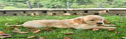 Labrador Retriever dogs for sale: Rex - Ad 4