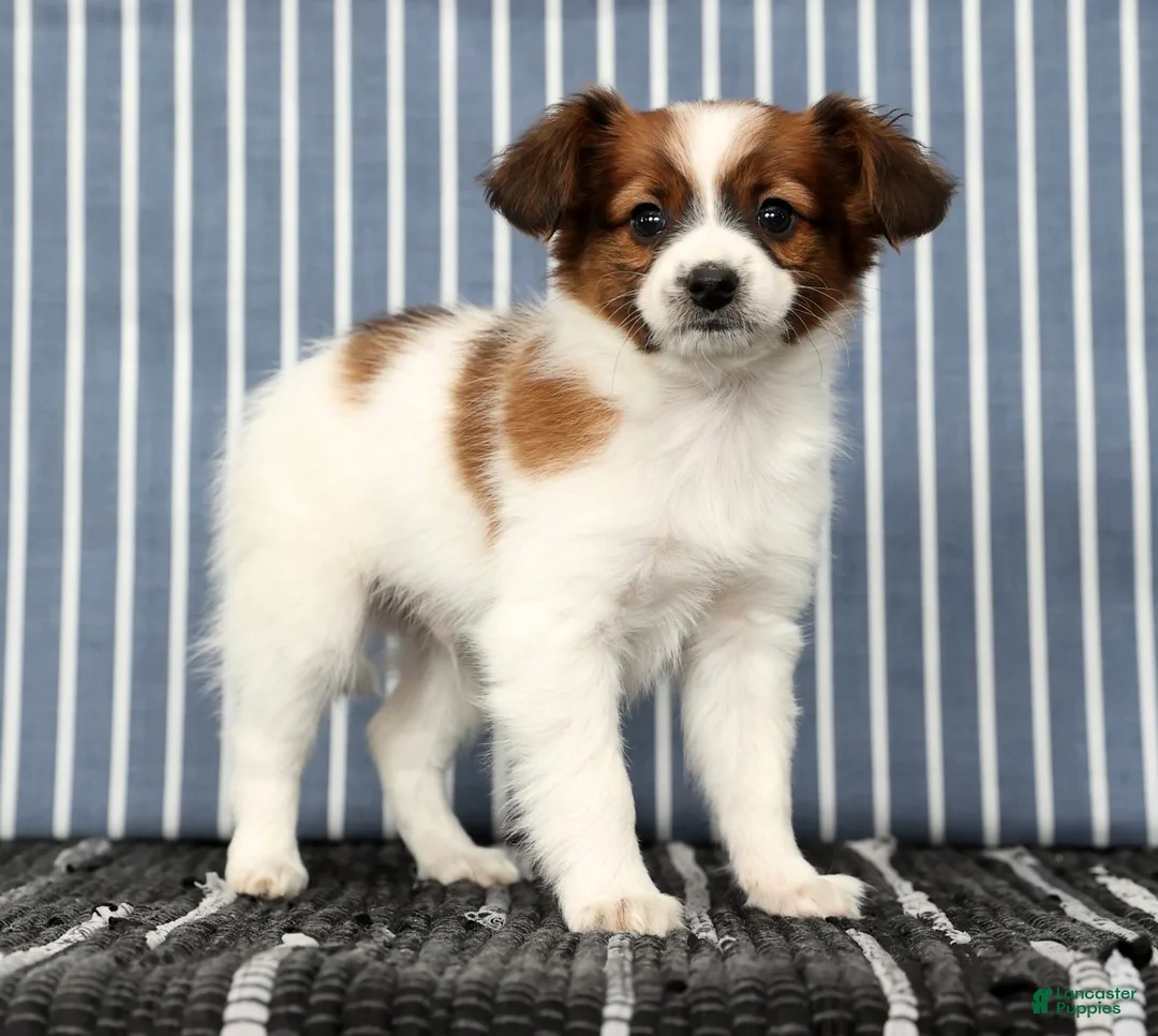 Papillon dogs for sale: Mason - Ad 4