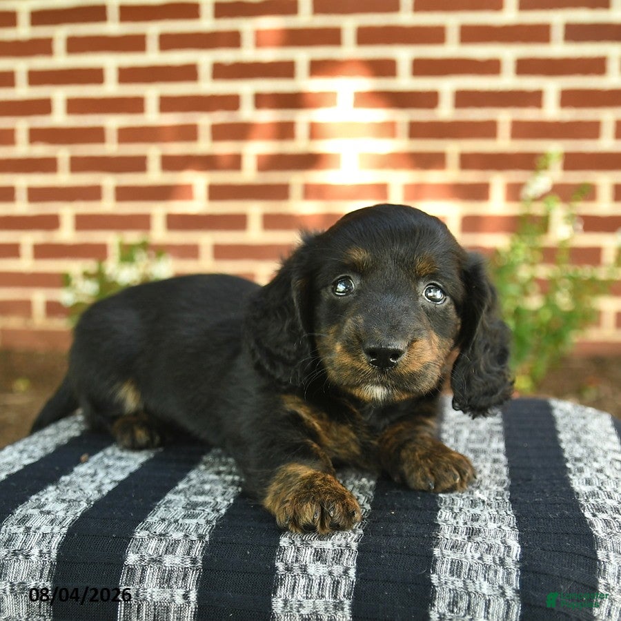 Miniature Dachshund dogs for sale: Flash  - Ad 2