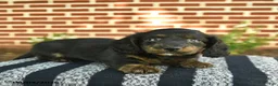 Miniature Dachshund dogs for sale: Flash  - Ad 1