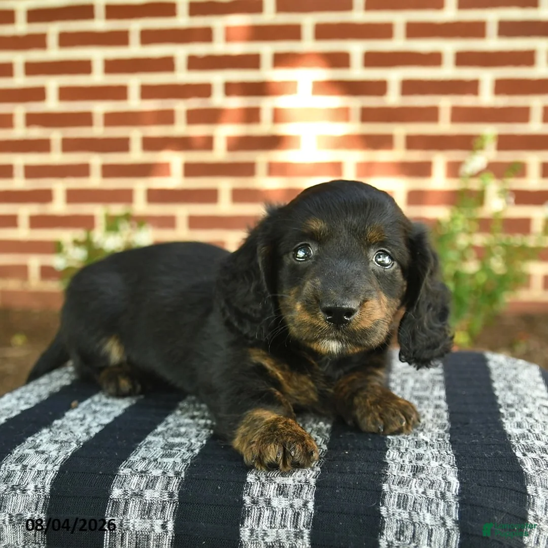 Miniature Dachshund dogs for sale: Flash  - Ad 1