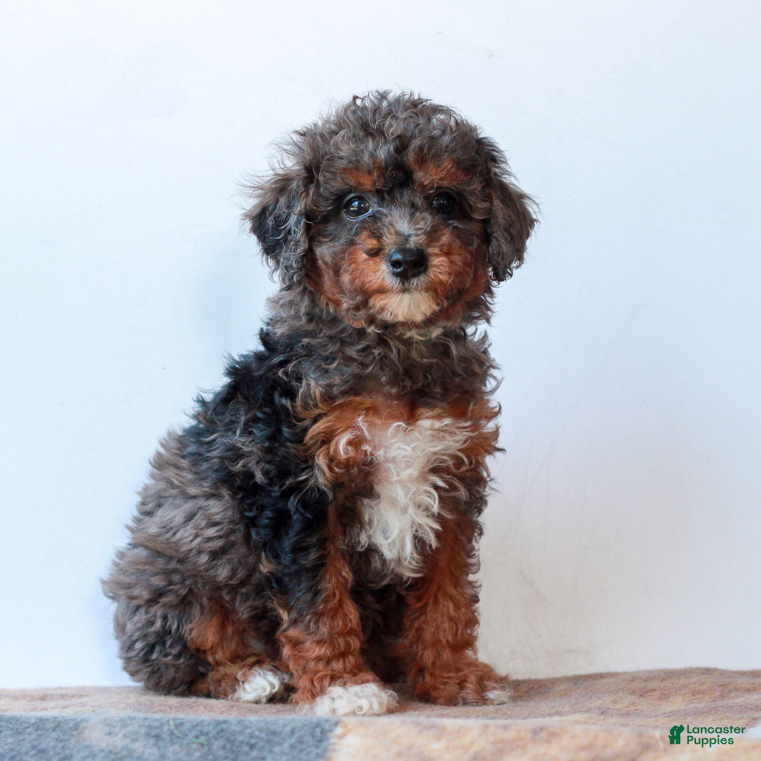 Miniature Poodle dogs Carley  - Ad 2