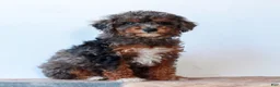 Miniature Poodle dogs for sale: Carley  - Ad 2