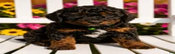 Mini Aussiedoodle dogs for sale: River - Ad 3
