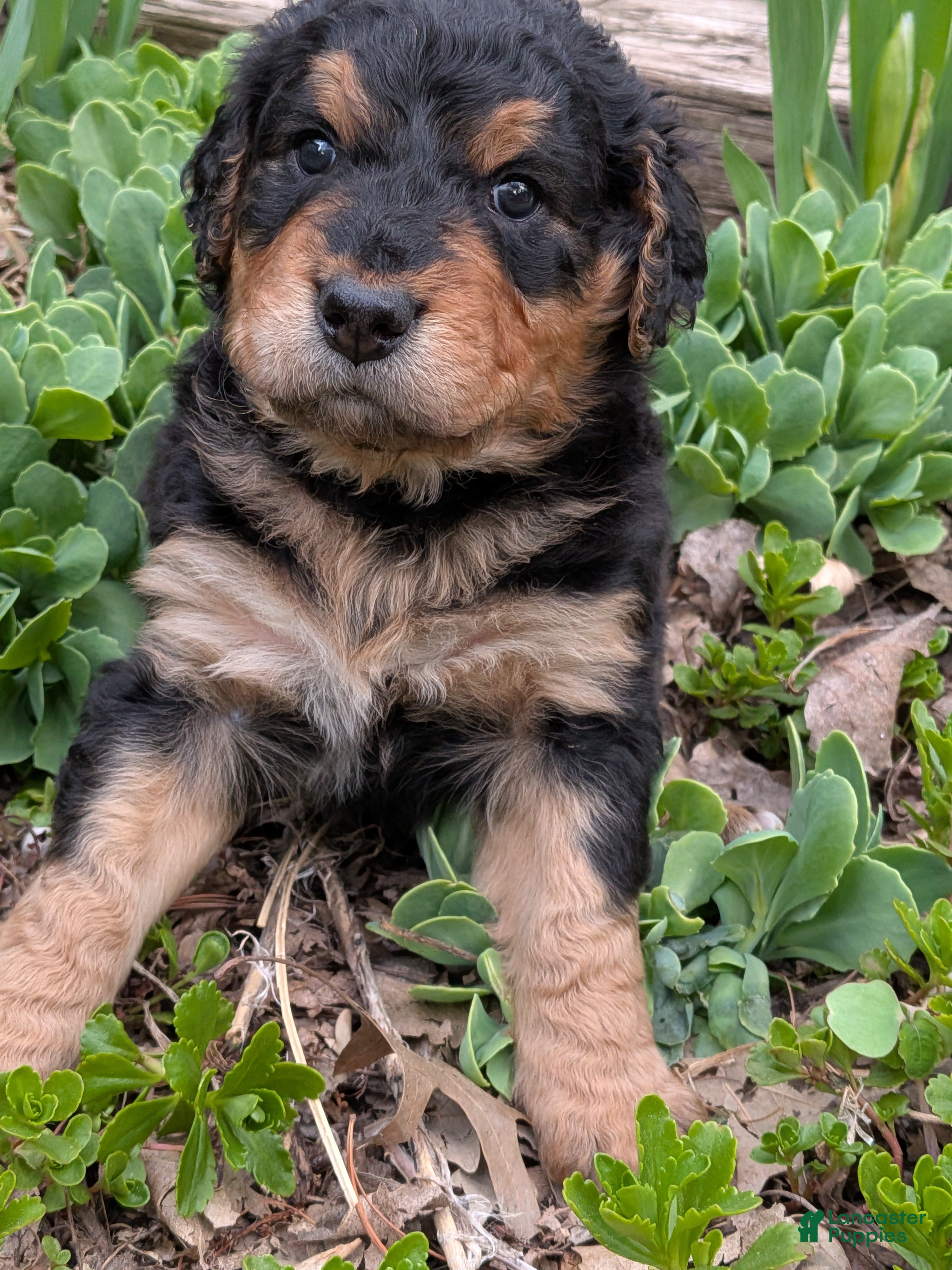 Mixed Breed dogs Dusty  - Ad 32