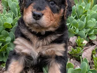 Mixed Breed dogs Dusty - Ad 40