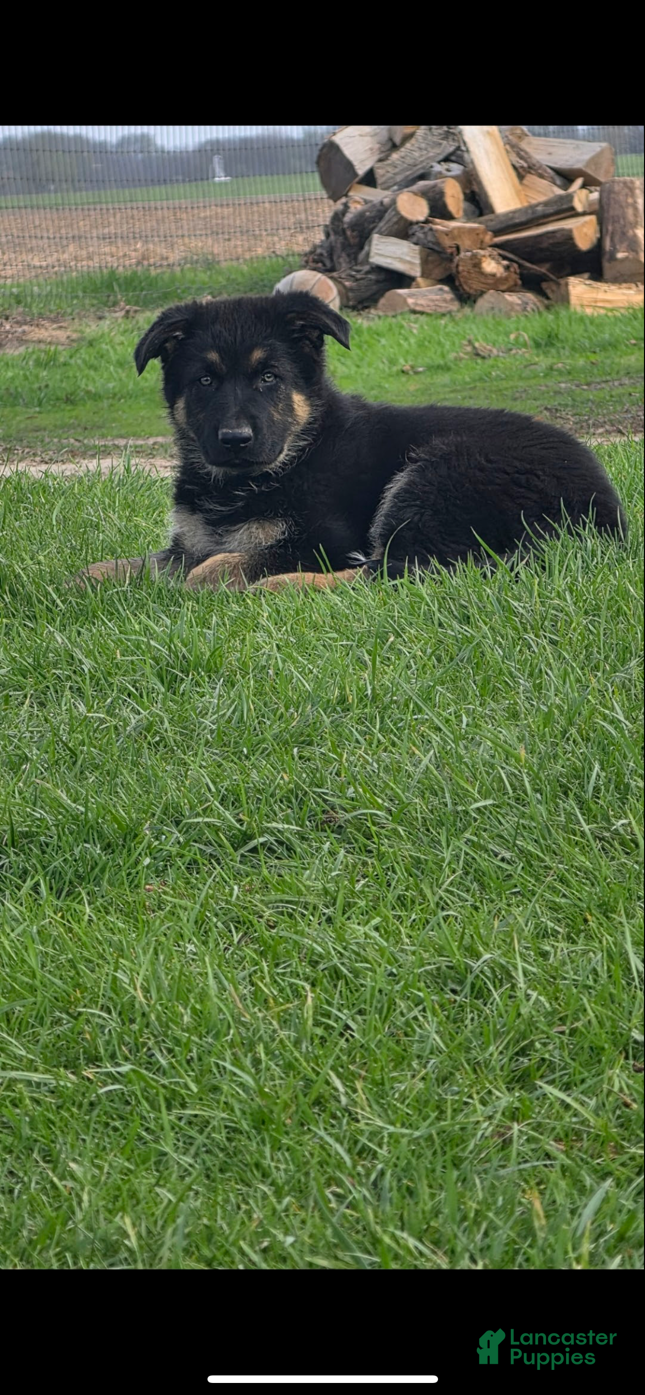 German Shepherd dogs German Shepherd Puppy 1 - Ad 25