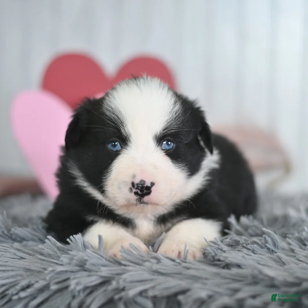 Miniature Australian Shepherd dogs for sale: Cody  - Ad 3