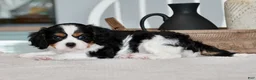 Cavalier King Charles Spaniel dogs for sale: Hazel - Ad 3
