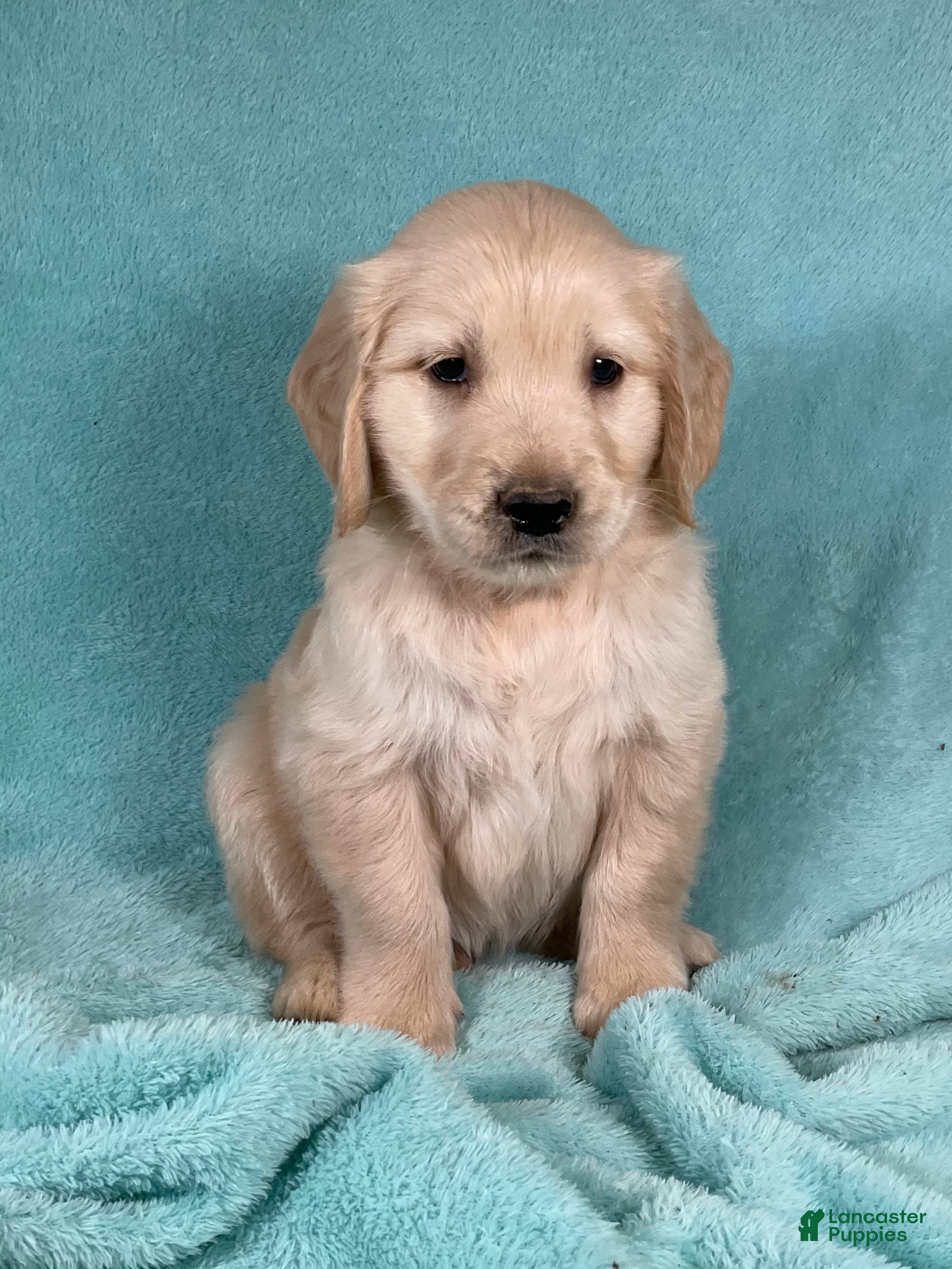 Golden Retriever dogs Jasper - Ad 1