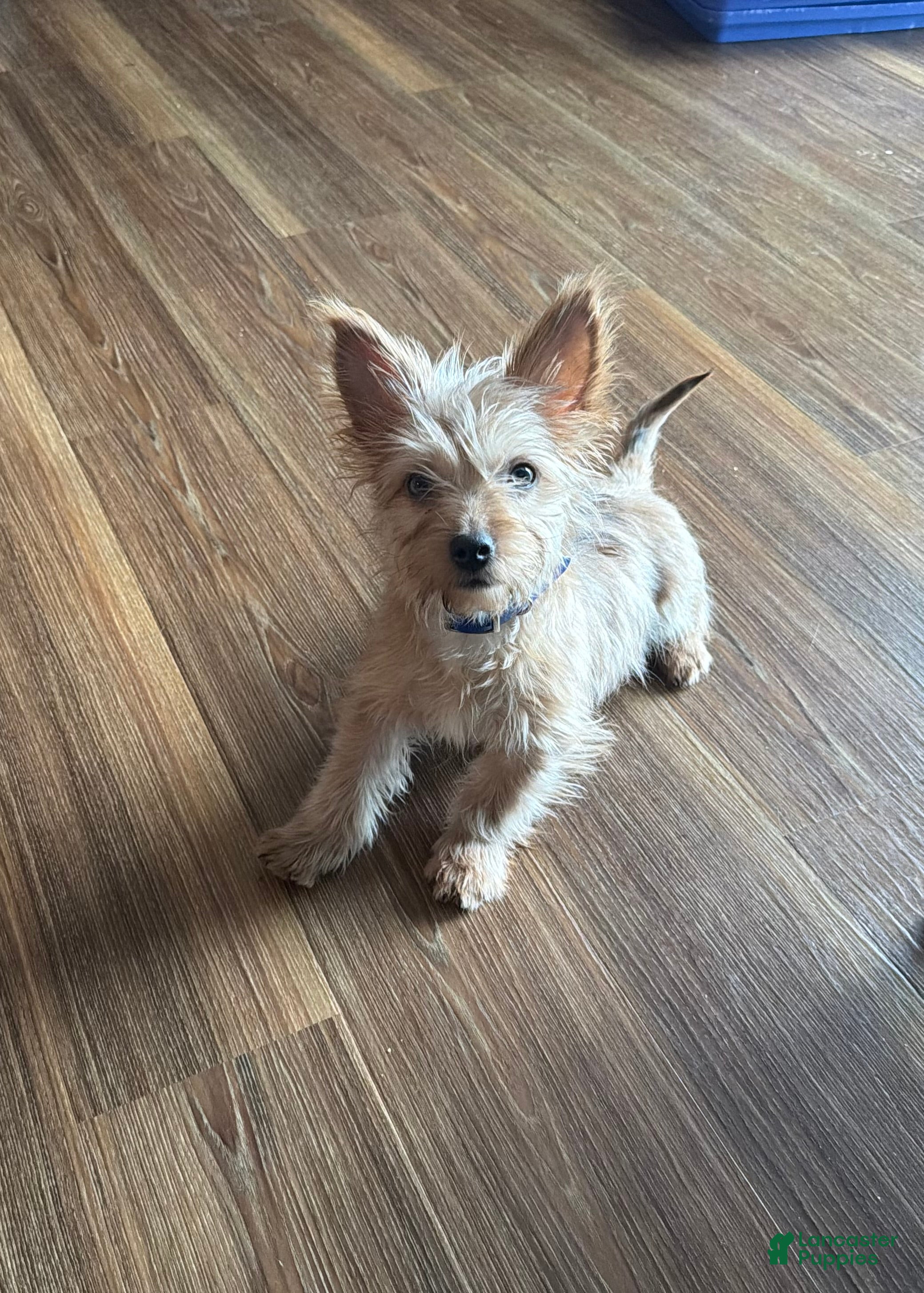 Morkie dogs Morkie Puppy 1 - Ad 20