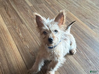 Morkie dogs Morkie Puppy 1 - Ad 41