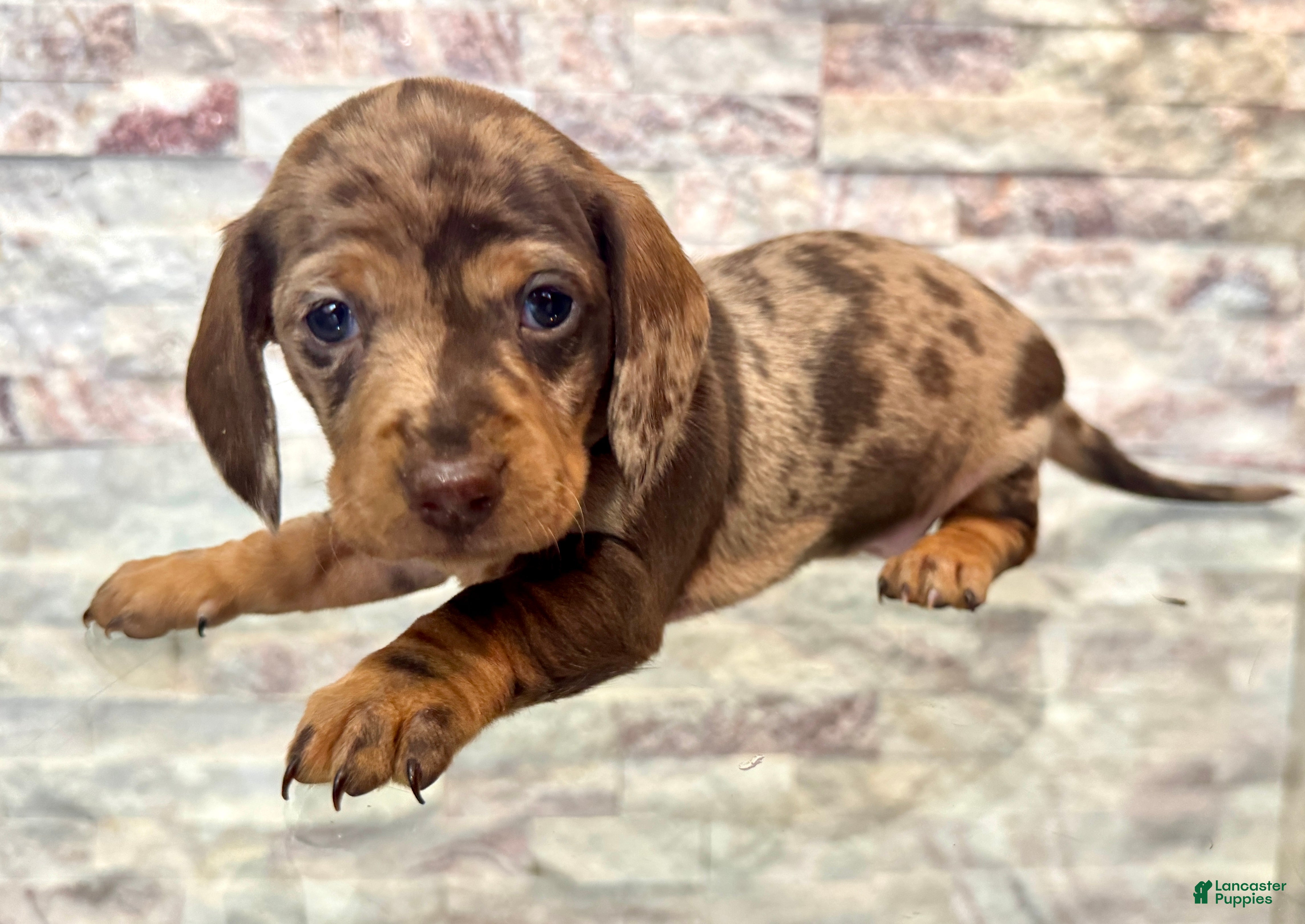 Miniature Dachshund dogs Miniature Dachshund Maisie [DNA Proof] - Ad 42